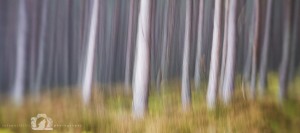 2014-11-25-002-Jo-Foo-Wildlife-Photography-Landscape-Outdoors-Northshots-Into-the-Woods WR