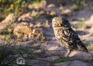 2016-05-22-001-JoFoo-Wildlife-Photography-Birds-European-Little-Owl-Spain WR