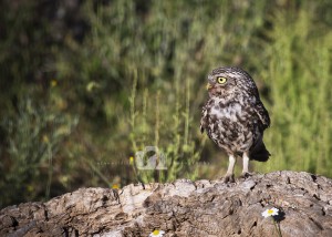 2016-05-22-002-JoFoo-Wildlife-Photography-Birds-European-Little-Owl-Spain WR