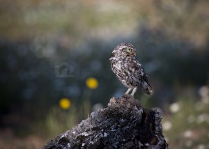 2016-05-22-003-JoFoo-Wildlife-Photography-Birds-European-Little-Owl-Spain WR