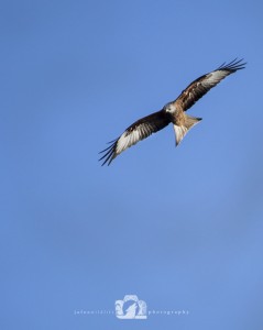 2015-02-15-001-JoFoo-Wildlife-Photography-Argaty-Red-Kites WR