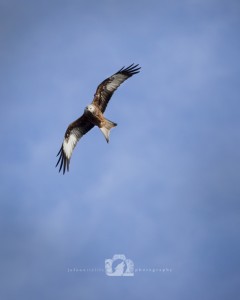 2015-02-15-002-JoFoo-Wildlife-Photography-Argaty-Red-Kites WR
