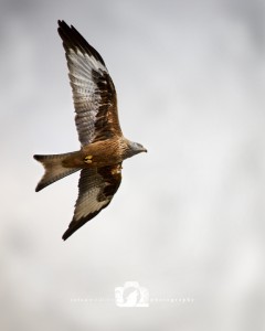 2015-02-15-003-JoFoo-Wildlife-Photography-Argaty-Red-Kites WR