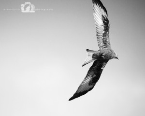 2015-02-15-004-JoFoo-Wildlife-Photography-Argaty-Red-Kites B&W WR