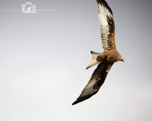 2015-02-15-004-JoFoo-Wildlife-Photography-Argaty-Red-Kites WR