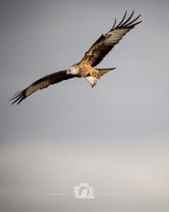 2015-02-15-006-JoFoo-Wildlife-Photography-Argaty-Red-Kites WR