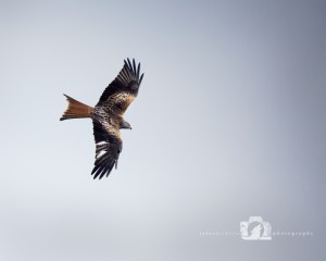 2015-02-15-007-JoFoo-Wildlife-Photography-Argaty-Red-Kites WR