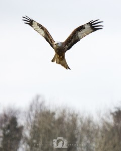 2015-02-15-012-JoFoo-Wildlife-Photography-Argaty-Red-Kites WR