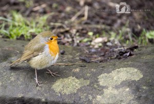 2013-02-09-001-JoFoo-Wildlife-Photography-Garden-Birds-Robin WR