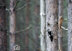 2014-11-25-052-Jo-Foo-Wildlife-Photography-Northshots-Woodland-Birds WR