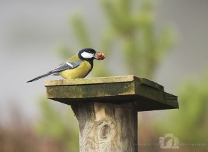 2014-11-25-053-Jo-Foo-Wildlife-Photography-Northshots-Woodland-Birds WR