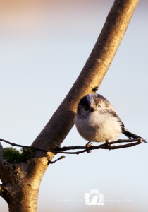 2015-02-25-JoFoo-Wildlife-Photography-Garden-Birds-Cheeky-Tit WR