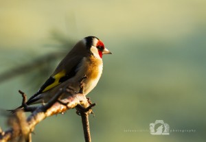 2015-02-25-JoFoo-Wildlife-Photography-Garden-Birds-Golden-Hour-Goldfinch WR