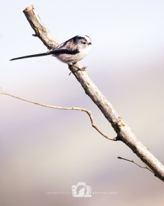 2015-02-25-JoFoo-Wildlife-Photography-Garden-Birds-Pink-Morning WR