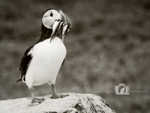 2009-07-23-001-JoFoo-Wildlife-Photography-Farne-Islands-Seabirds WR   