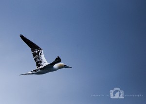 2009-07-23-002-JoFoo-Wildlife-Photography-Farne-Islands-Seabirds WR   