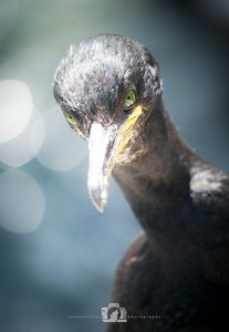 2009-07-23-003-JoFoo-Wildlife-Photography-Farne-Islands-Seabirds WR   