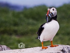 2009-07-23-004-JoFoo-Wildlife-Photography-Farne-Islands-Seabirds WR   