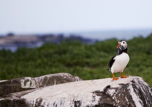 2009-07-23-005-JoFoo-Wildlife-Photography-Farne-Islands-Seabirds WR   