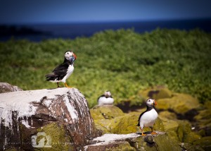 2009-07-23-006-JoFoo-Wildlife-Photography-Farne-Islands-Seabirds WR 