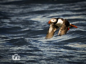 2009-07-23-007-JoFoo-Wildlife-Photography-Farne-Islands-Seabirds WR   