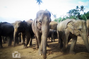 2008-07-09-001-JoFoo-Wildlife-Photography-Negombo-Elephant-Orphanage WR