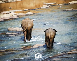2008-07-09-002-JoFoo-Wildlife-Photography-Negombo-Elephant-Orphanage WR