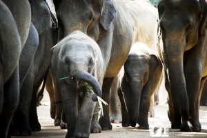 2008-07-09-003-JoFoo-Wildlife-Photography-Negombo-Elephant-Orphanage WR