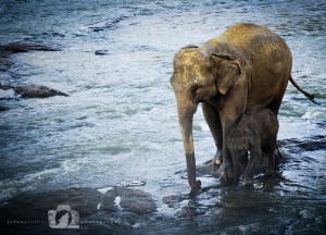 2008-07-09-004-JoFoo-Wildlife-Photography-Negombo-Elephant-Orphanage WR