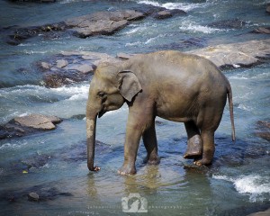 2008-07-09-005-JoFoo-Wildlife-Photography-Negombo-Elephant-Orphanage WR