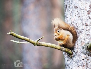 2014-11-25-003-Jo-Foo-Wildlife-Photography-Northshots-Red-Squirrels WR