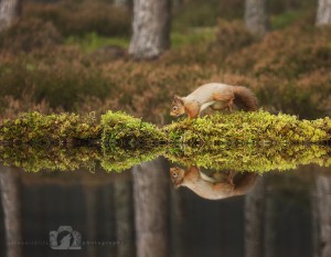 2014-11-25-005-Jo-Foo-Wildlife-Photography-Northshots-Red-Squirrels WR