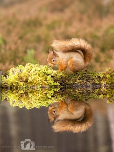 2014-11-25-006-Jo-Foo-Wildlife-Photography-Northshots-Red-Squirrels WR
