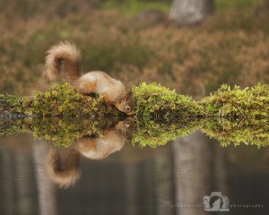 2014-11-25-010-Jo-Foo-Wildlife-Photography-Northshots-Red-Squirrels WR