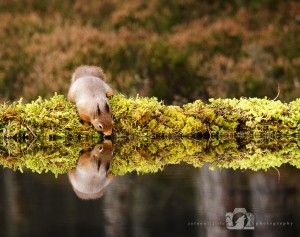2014-11-25-014-Jo-Foo-Wildlife-Photography-Northshots-Red-Squirrels WR
