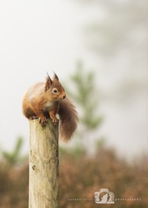 2014-11-25-017-Jo-Foo-Wildlife-Photography-Northshots-Red-Squirrels WR