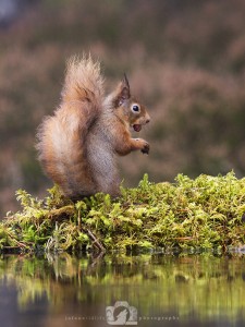 2014-11-25-019-Jo-Foo-Wildlife-Photography-Northshots-Red-Squirrels WR