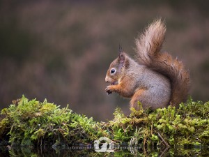 2014-11-25-022-Jo-Foo-Wildlife-Photography-Northshots-Red-Squirrels WR