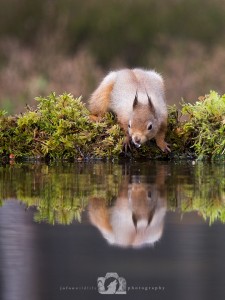 2014-11-25-024-Jo-Foo-Wildlife-Photography-Northshots-Red-Squirrels WR