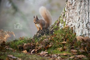 2015-11-25-001-Jo-Foo-Wildlife-Photography-Mammal-Red-Squirrel WR 