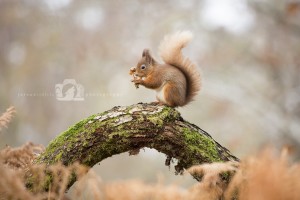 2015-11-25-013-Jo-Foo-Wildlife-Photography-Mammal-Red-Squirrel WR 