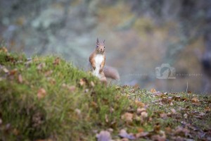 2015-11-25-025-Jo-Foo-Wildlife-Photography-Mammal-Red-Squirrel WR 