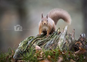 2015-11-25-034-Jo-Foo-Wildlife-Photography-Mammal-Red-Squirrel WR 