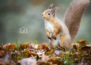 2015-11-25-081-Jo-Foo-Wildlife-Photography-Mammal-Red-Squirrel WR 